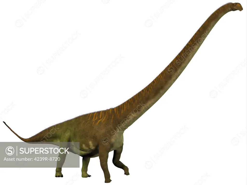 Mamenchisaurus, a plant-eating sauropod dinosaur from the late Jurassic Period of China.