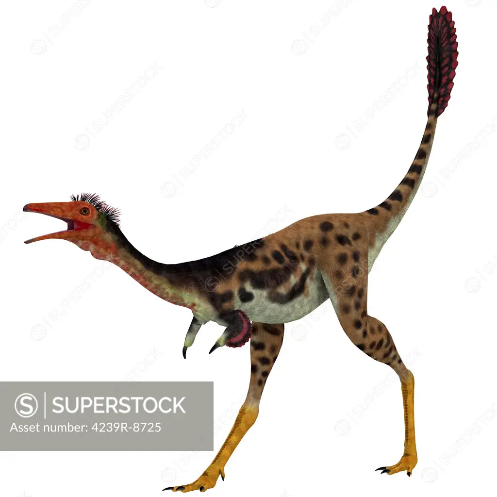 Mononykus, a theropod dinosaur from the late Cretaceous Mongolia.