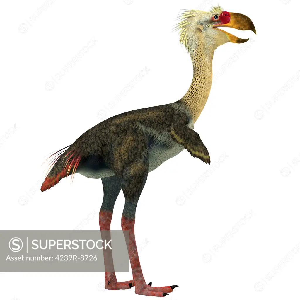 Phorusrhacos, an extinct genus of giant flightless predatory birds that are called terror birds from the Miocene epoch.