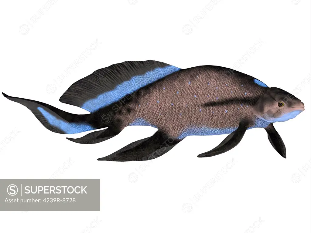 Scaumenacia is an extinct genus of prehistoric lobe-finned fish from the Devonian Period.