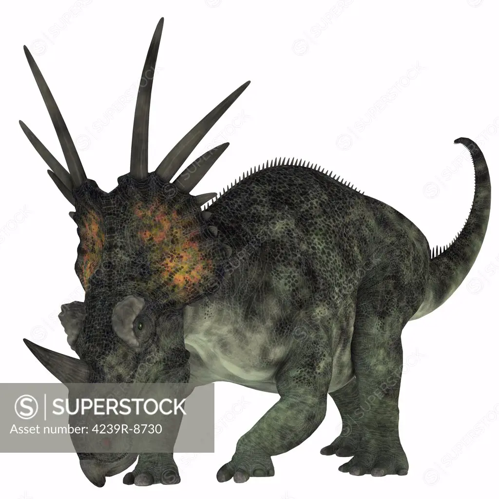 Styracosaurus, a herbivorous ceratopsian dinosaur from the Late Cretaceous Period.