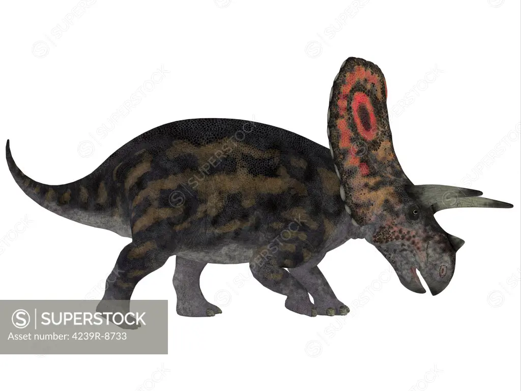 Torosaurus, a herbivorous dinosaur from the Late Cretaceous period. It had the largest skull of any known land animal.