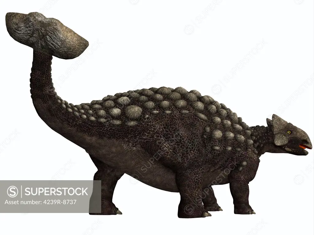 Ankylosaurus, a heavily armored herbivore dinosaur from the Cretaceous Period.