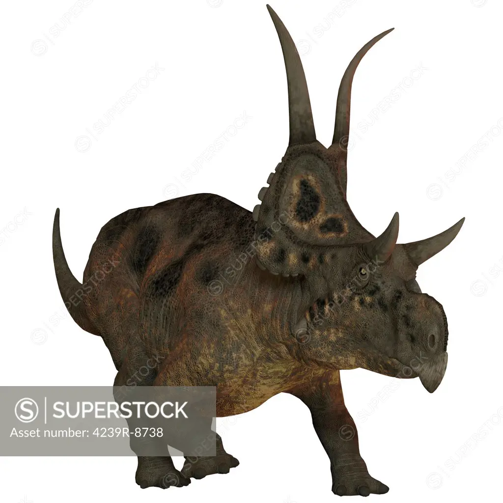 Diabloceratops, a herbivorous dinosaur from that lived during the Cretaceous Period in what is now Utah, USA.