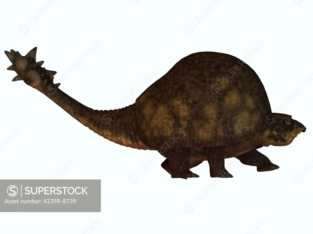 The Glyptodont lived during the Pleistocene epoch and carried around a protective carapace like the present day turtle. Its tail may have been used to protect itself from predators or for mating rights.