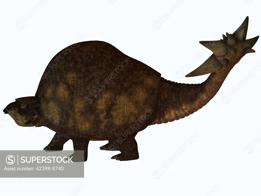The Glyptodont lived during the Pleistocene epoch and carried around a protective carapace like the present day turtle. Its tail may have been used to protect itself from predators or for mating rights.