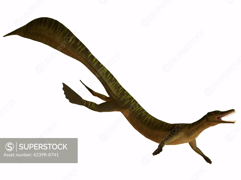 The Mesosaurus was a carnivorous aquatic reptile from the Early Permian of Africa and South America.