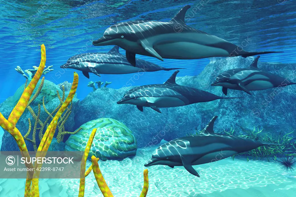 A pod of striped dolphins swimming along a reef looking for fish to eat.