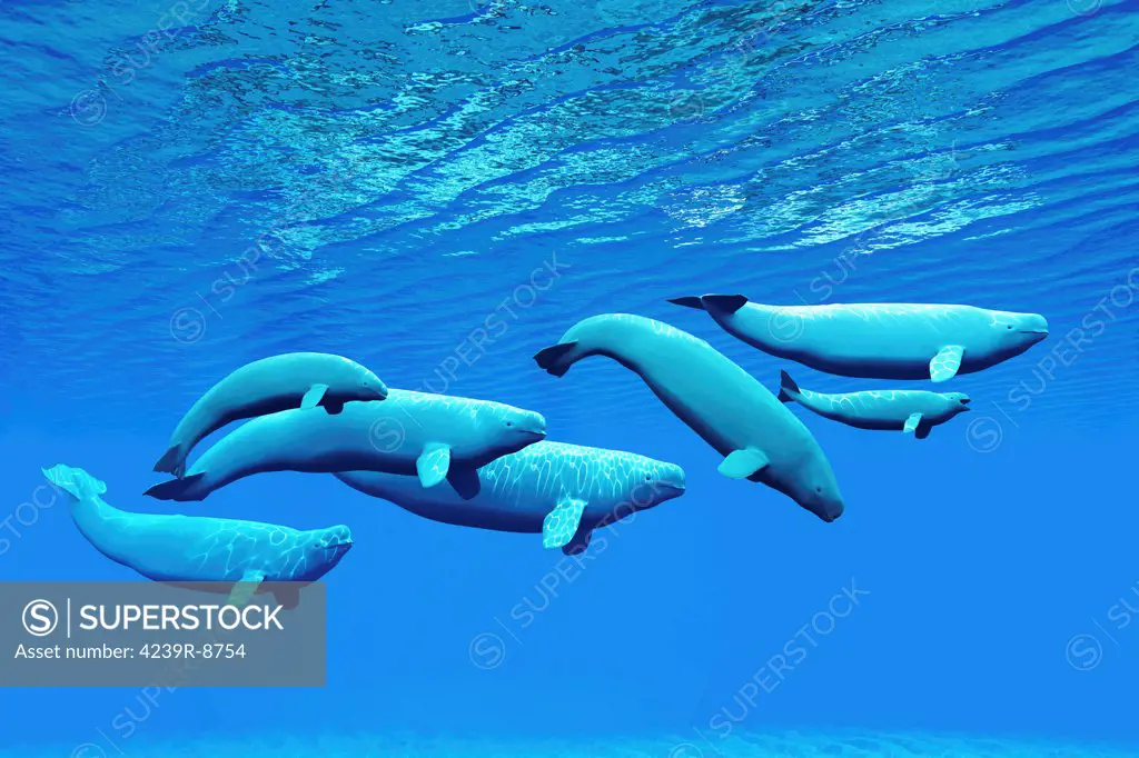 A pod of beluga whales light up the ocean as they swim together near the surface.