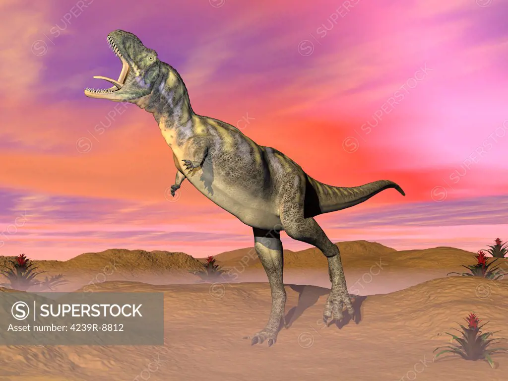 Aucasaurus dinosaur roaring in the desert by sunset.