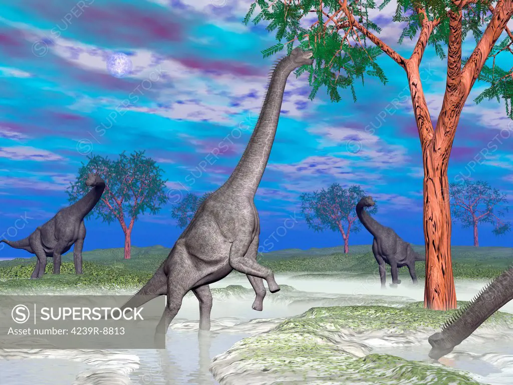 Brachiosaurus dinosaurs grazing on trees.