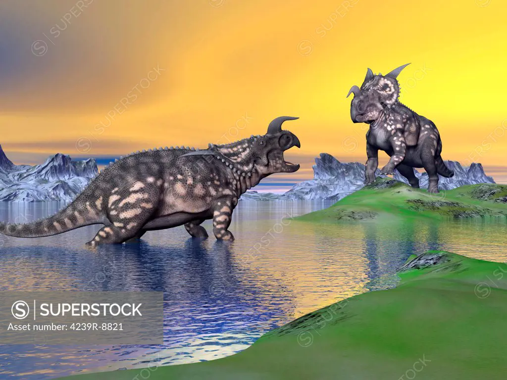 Confrontation between two Einiosaurus dinosaurs in a landscape with water, mountains and green grass by sunset.