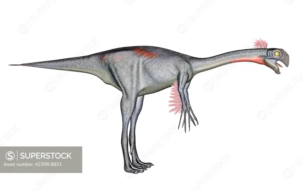 Gigantoraptor dinosaur, white background.