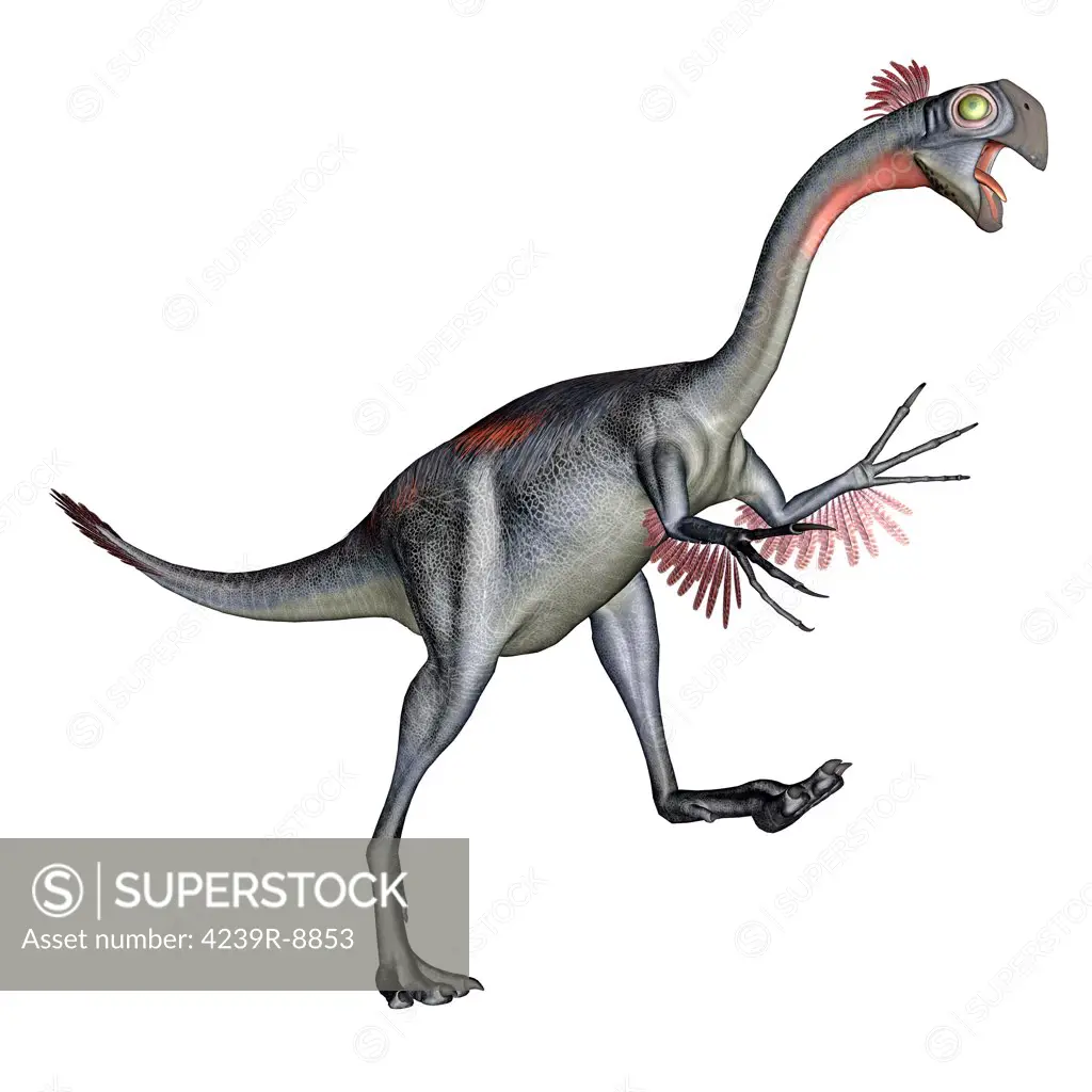 Gigantoraptor dinosaur, white background.