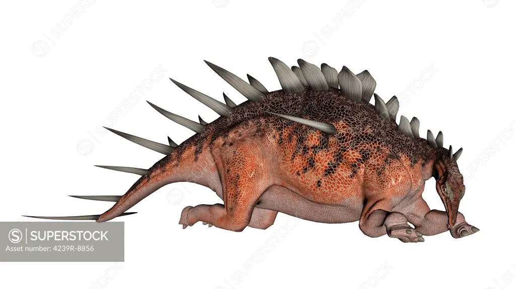 Kentrosaurus dinosaur resting, white background.