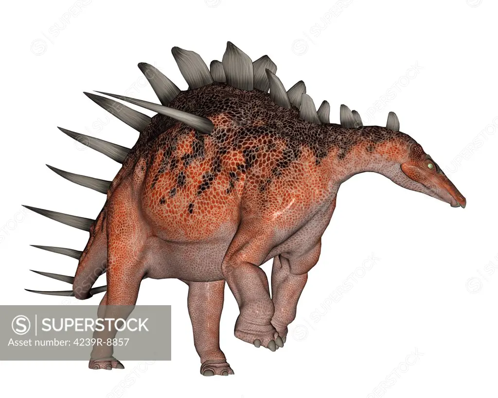 Kentrosaurus dinosaur, white background.