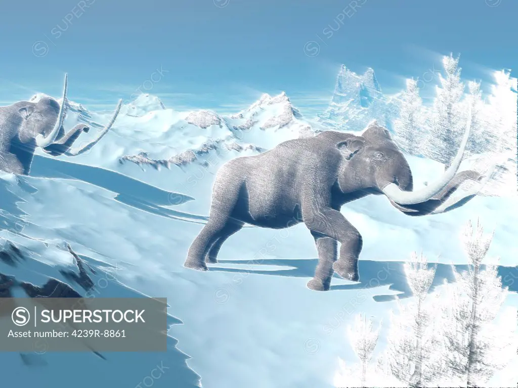 Two large mammoths walking slowly on the snowy mountain against the wind.