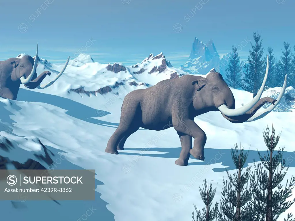 Two large mammoths walking slowly on the snowy mountain.