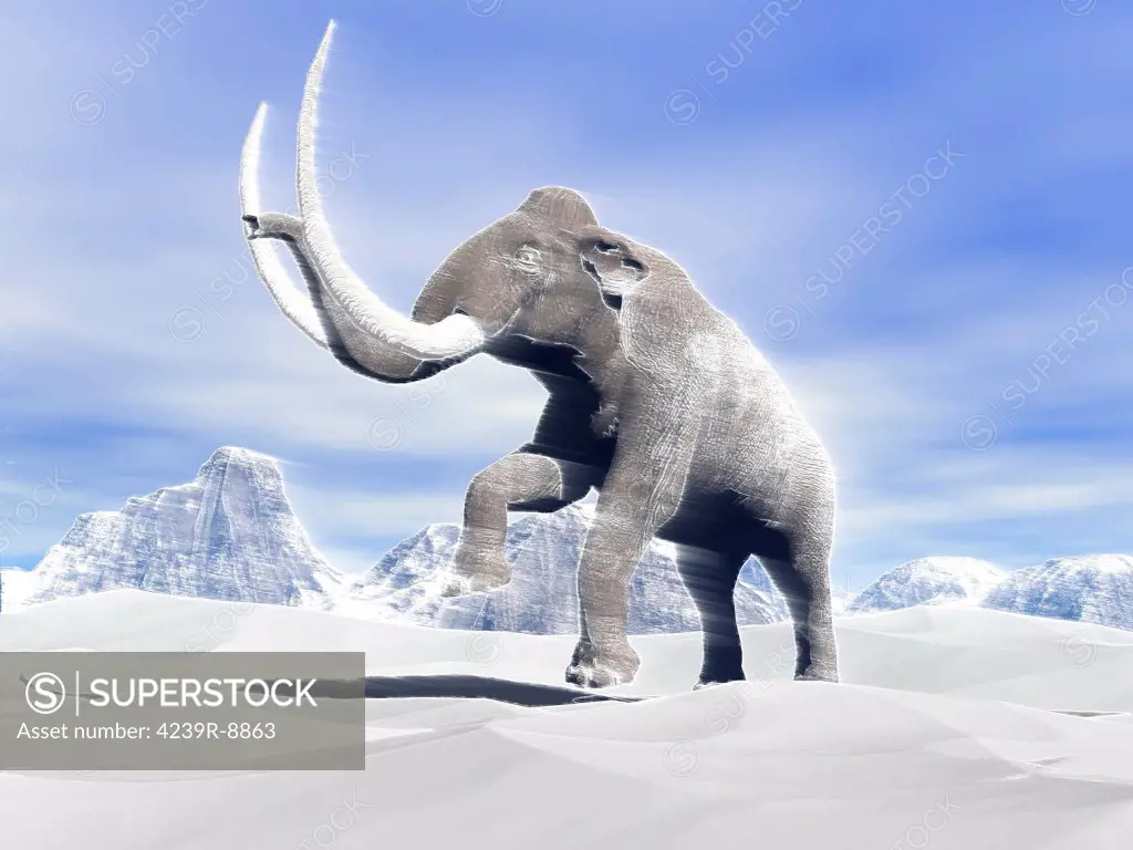 Large mammoth walking slowly on the snowy mountain against the wind.