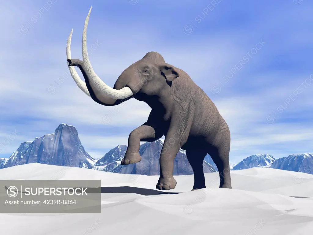 Large mammoth walking slowly on the snowy mountain.