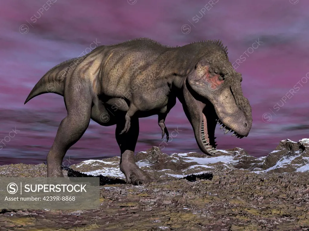 Aggressive Tyrannosaurus Rex dinosaur walking in the desert on a cloudy winter day with its mouth open showing his teeth.