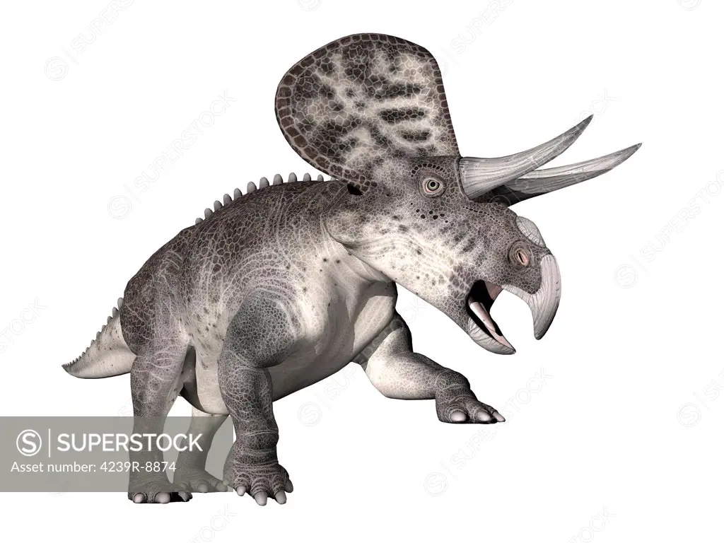 Zuniceratops dinosaur, white background.