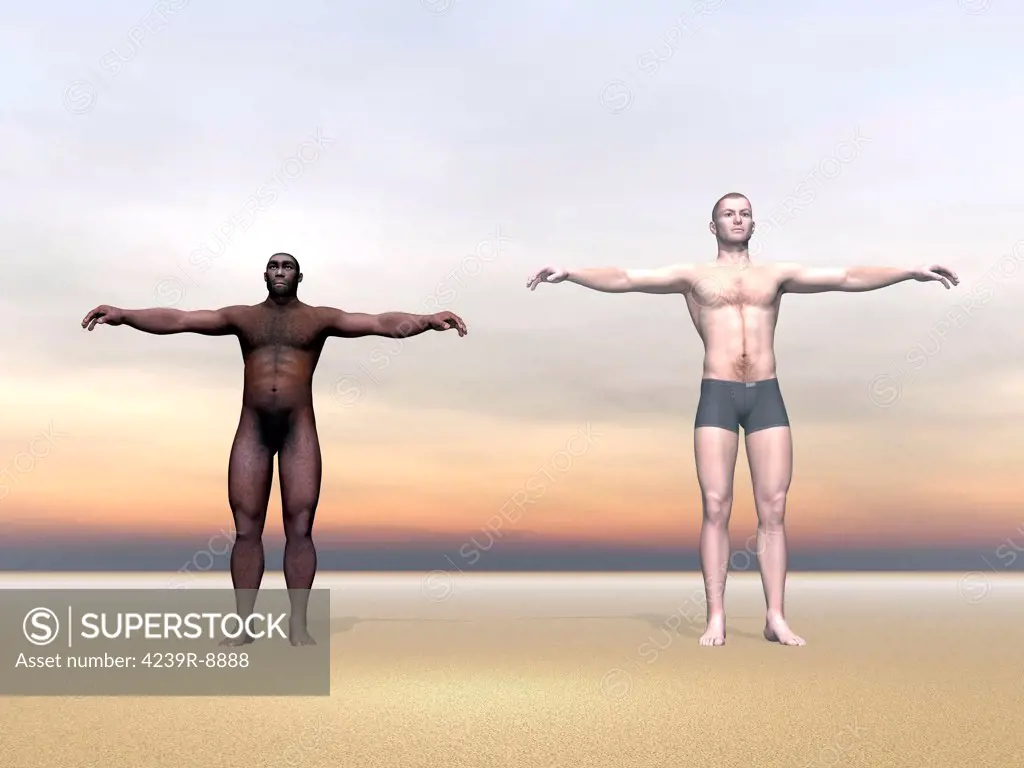 Homo Erectus man next to modern human being.