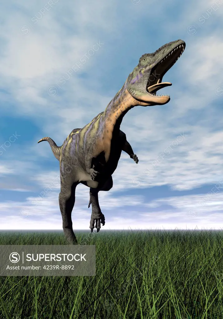 Aucasaurus dinosaur running on the green grass with mouth open.
