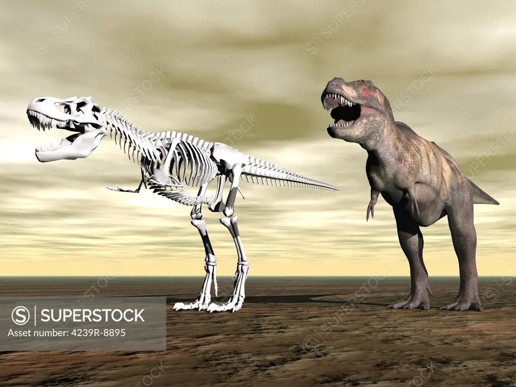 Comparison of Tyrannosaurus Rex standing next to its fossil skeleton.
