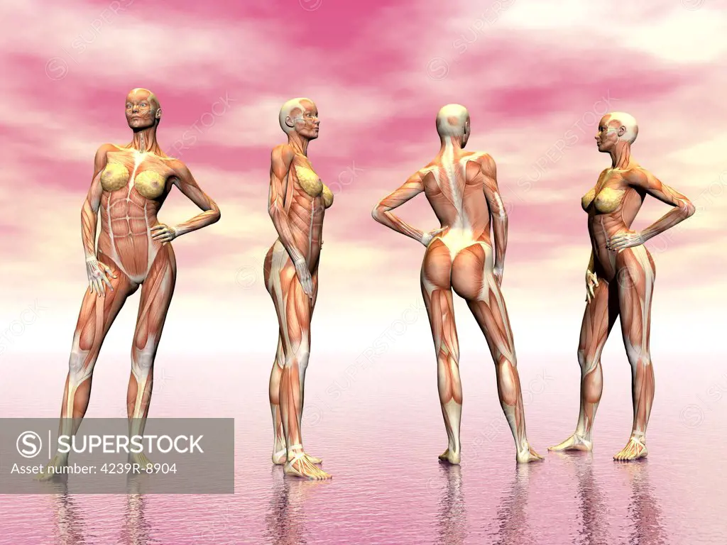 Female muscular system from four points of view, pink background.