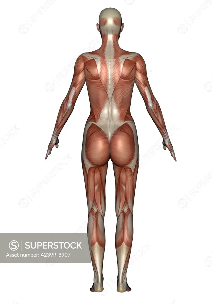 Anatomy of female muscular system, back view.