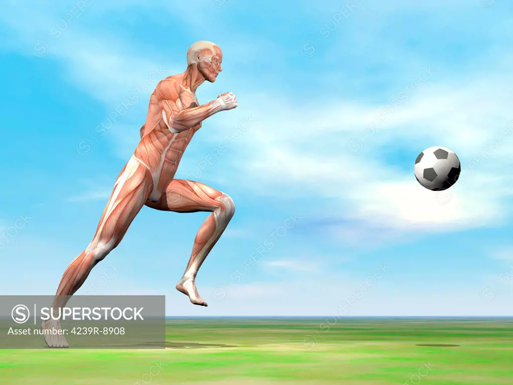 Soccer player musculature running after soccer ball on the green grass.