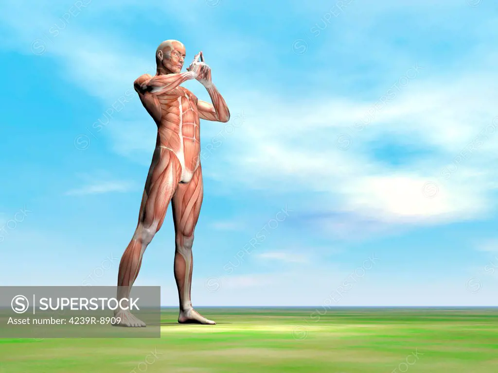 Male musculature standing on the green grass.