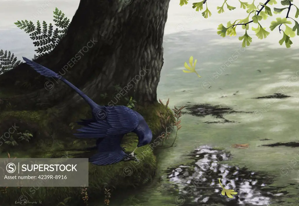 Microraptor gui, a small four-winged dromaeosaur, eating a small fish. The microraptor was recently found in Xing et al 2013 to have preserved fish contents in the gut of a fossil, indicating that the animal likely preyed on fish in life.