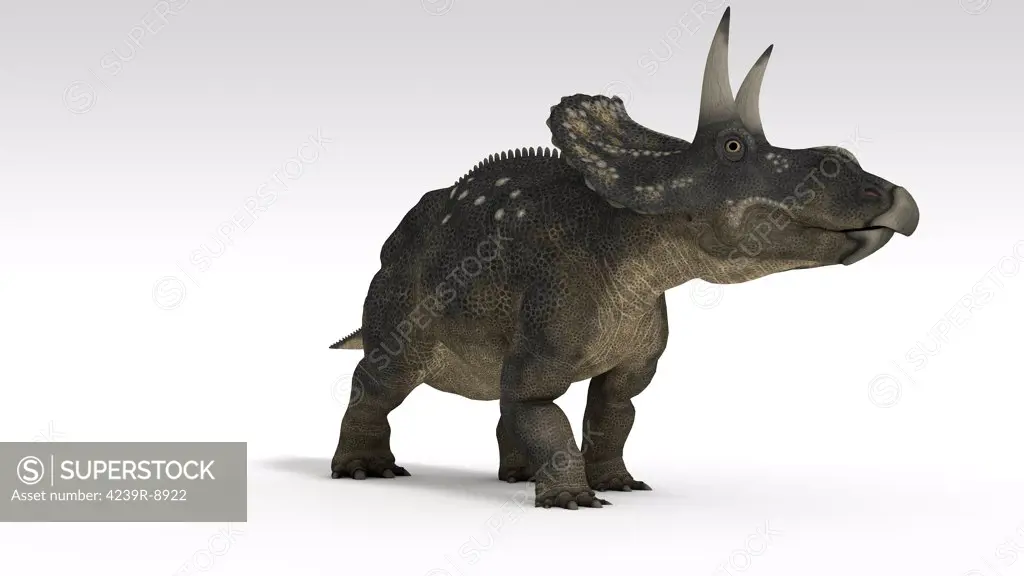 Triceratops dinosaur, white background.