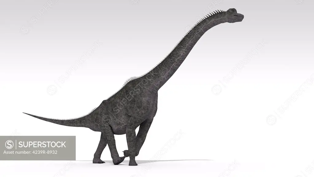 Brachiosaurus dinosaur, white background.