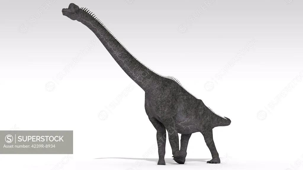 Brachiosaurus dinosaur, white background.
