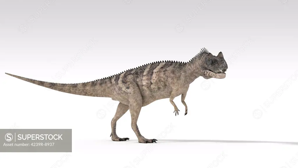 Ceratosaurus dinosaur, white background.