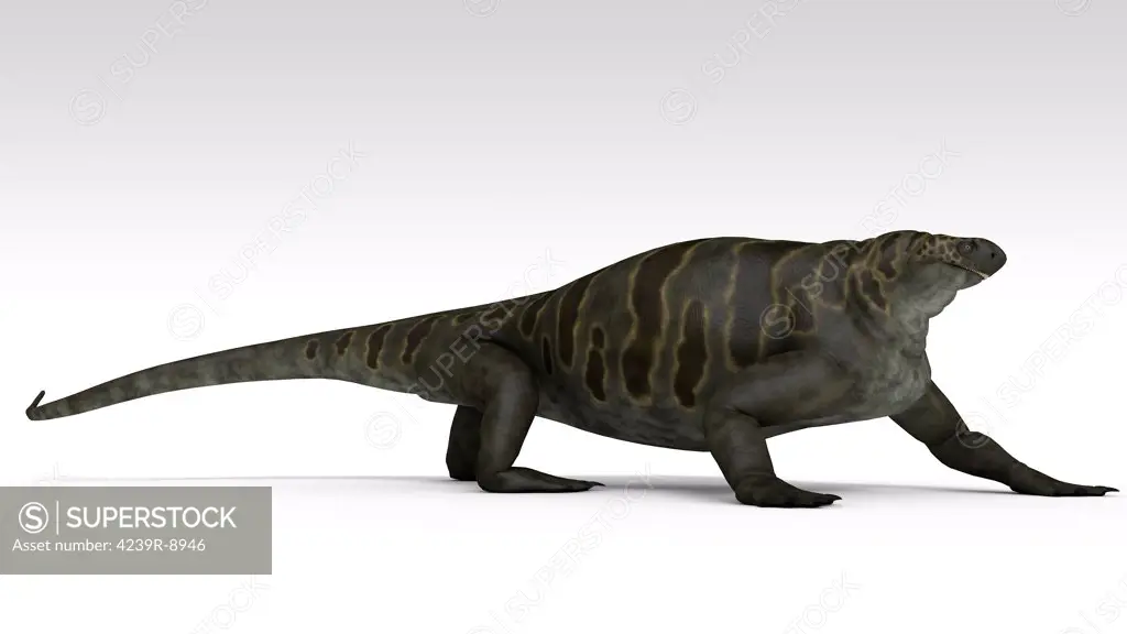 Cotylorhynchus, a large synapsid of the Early Permian period.
