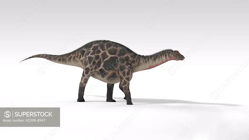 Dicraeosaurus dinosaur, white background.
