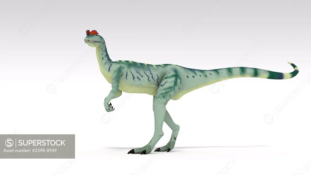 Dilophosaurus dinosaur, white background.