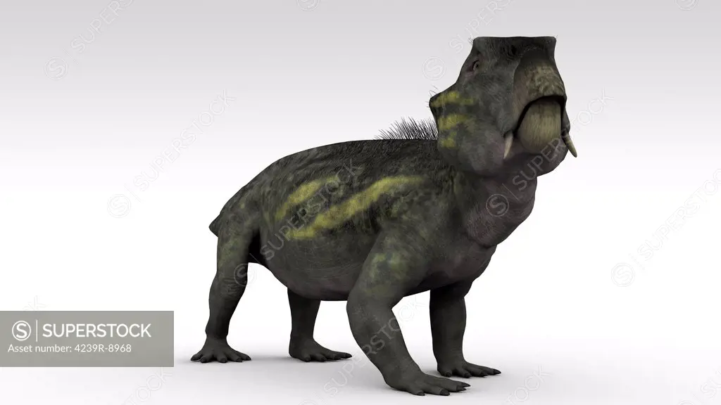 Lystrosaurus, a dicynodont therapsid from the Late Permian and Early Triassic period.