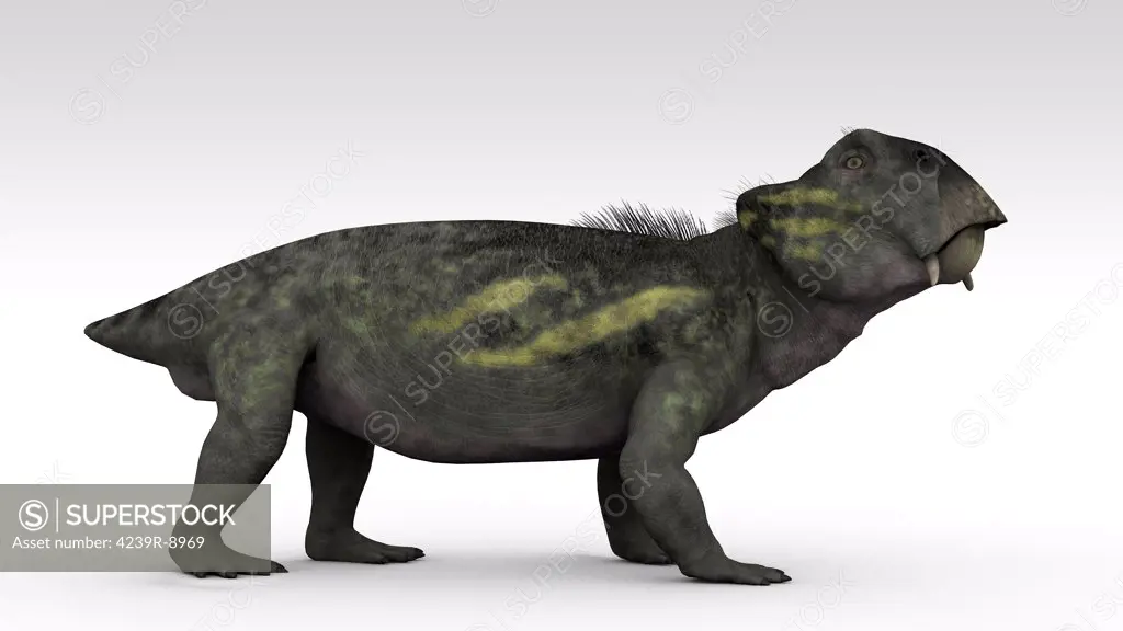 Lystrosaurus, a dicynodont therapsid from the Late Permian and Early Triassic period.