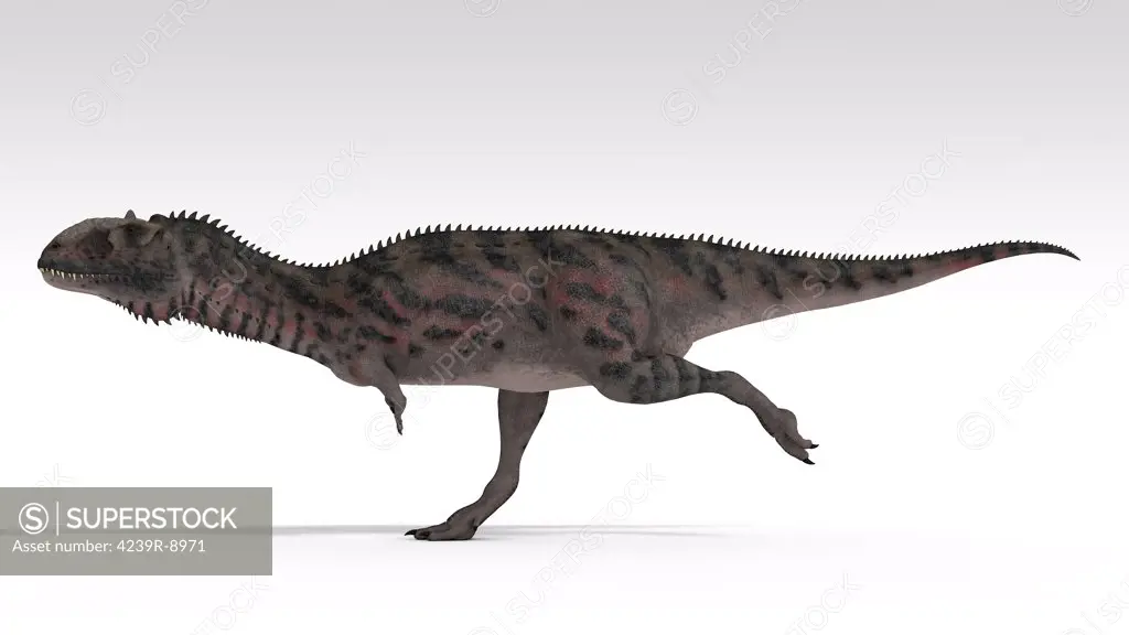 Majungasaurus dinosaur, white background.