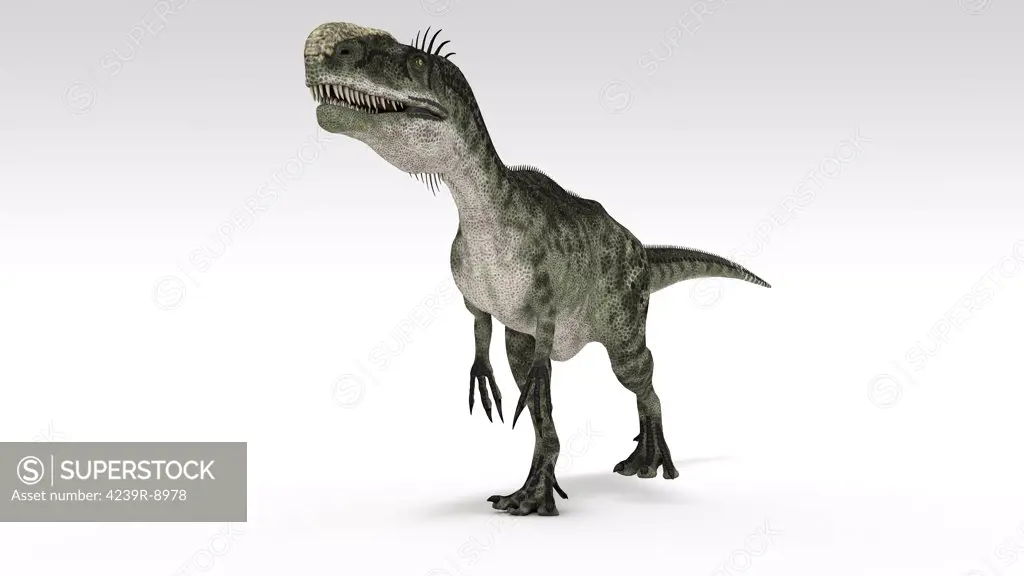 Monolophosaurus dinosaur, white background.
