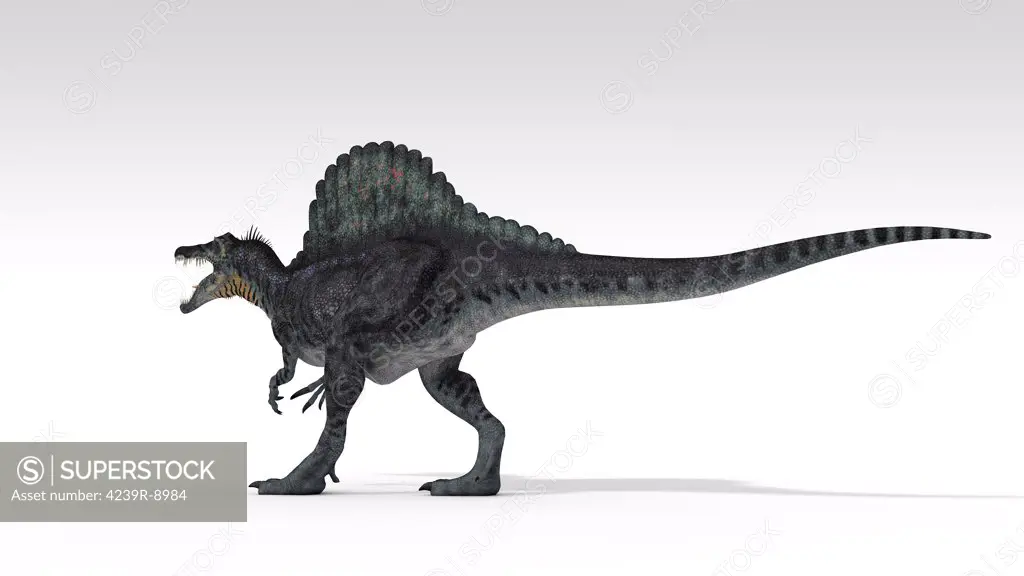 Spinosaurus dinosaur, white background.