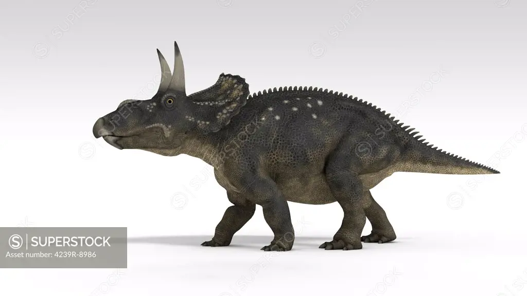 Triceratops dinosaur, white background.