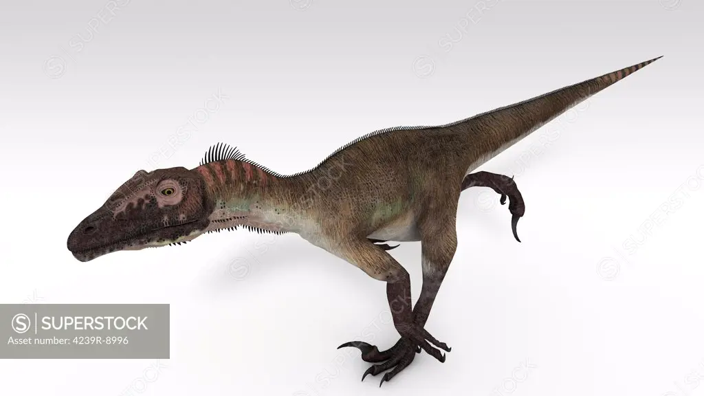 Utahraptor dinosaur, white background.