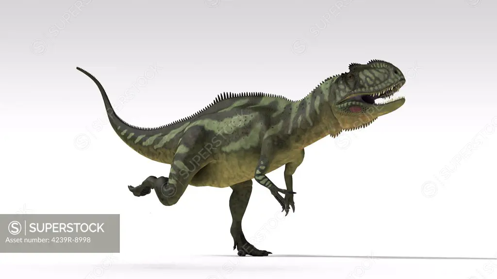 Yangchuanosaurus, dinosaur, white background.