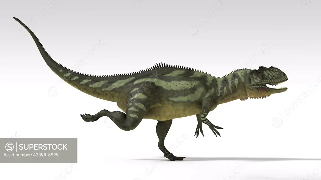 Yangchuanosaurus, dinosaur, white background.